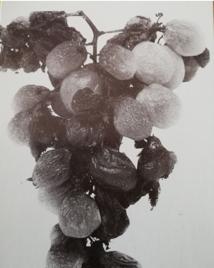 brna ginammi