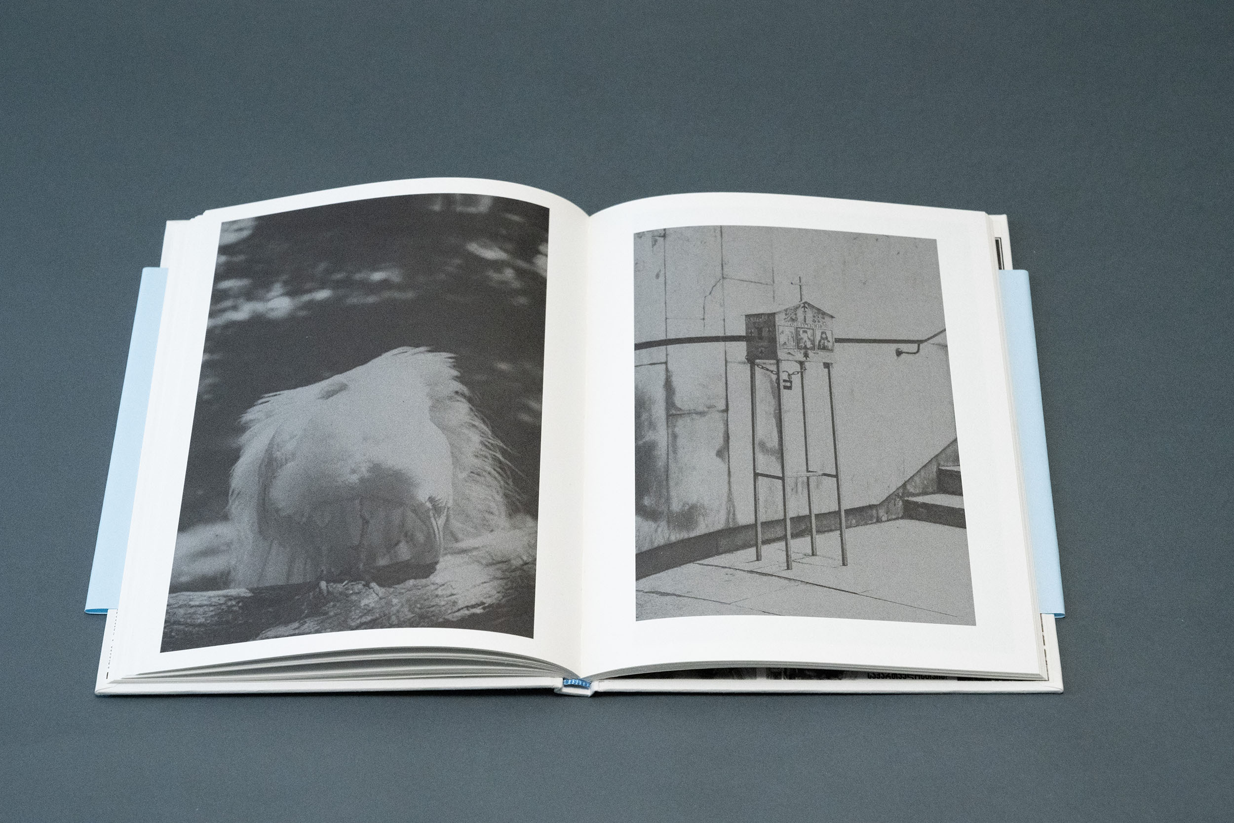 michele merlini Tbilisi georgia ambiente calamità alluvione zoo animali libri fotografia arte books biblioteca lab27 treviso