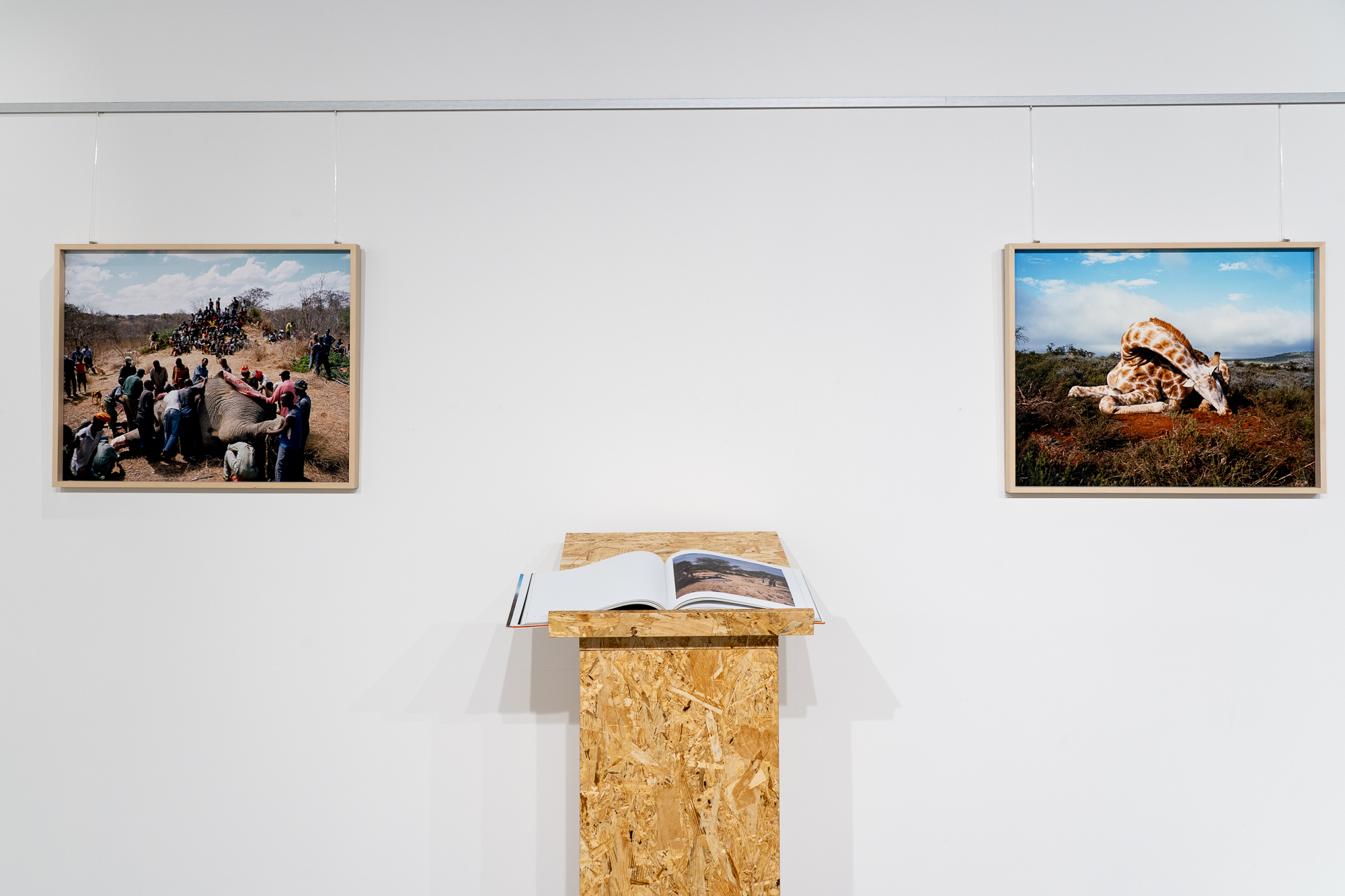 David Chancellor hunters wildlife photography mostre esposizione treviso books biblioteca lab27