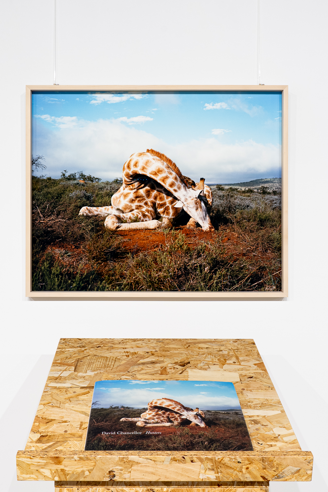 David Chancellor hunters wildlife photography mostre esposizione treviso books biblioteca lab27